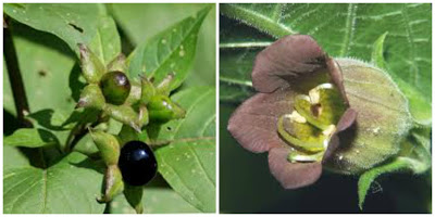 Belladonna omeopatia usi