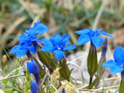 Depurativo antartico genziana