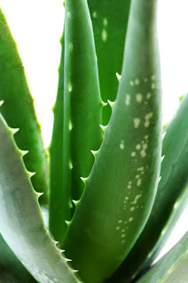 Aloe vera controindicazioni