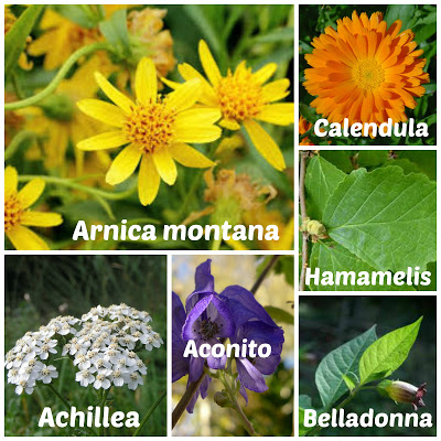 Arnica compositum heel omeopatia