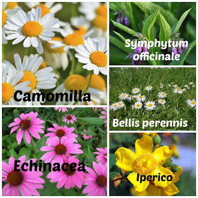 Arnica compositum usi e posologia