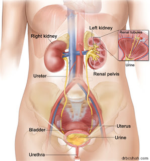 Sangue nelle urine