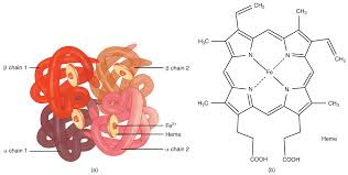 emoglobina-struttura.jpg