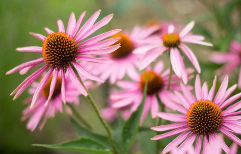 Echinacea antibiotico