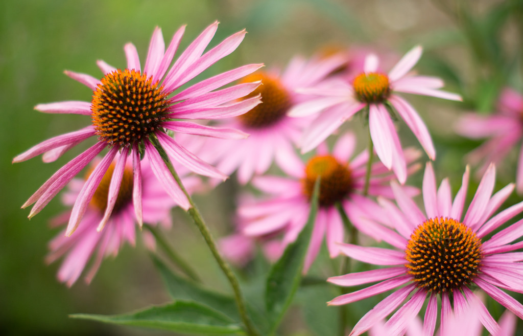 Echinacea Compositum S Forte Heel Guna 10 Fiale Medicinale ...