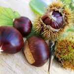 Castagne fanno ingrassare