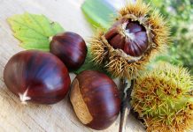 Castagne fanno ingrassare