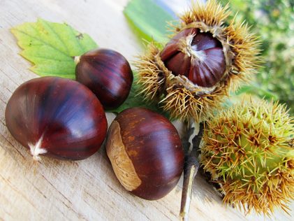 Castagne fanno ingrassare