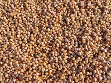 Sorgo proprietà