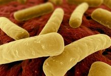 Clostridium difficile Terapia