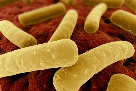 Clostridium difficile Terapia