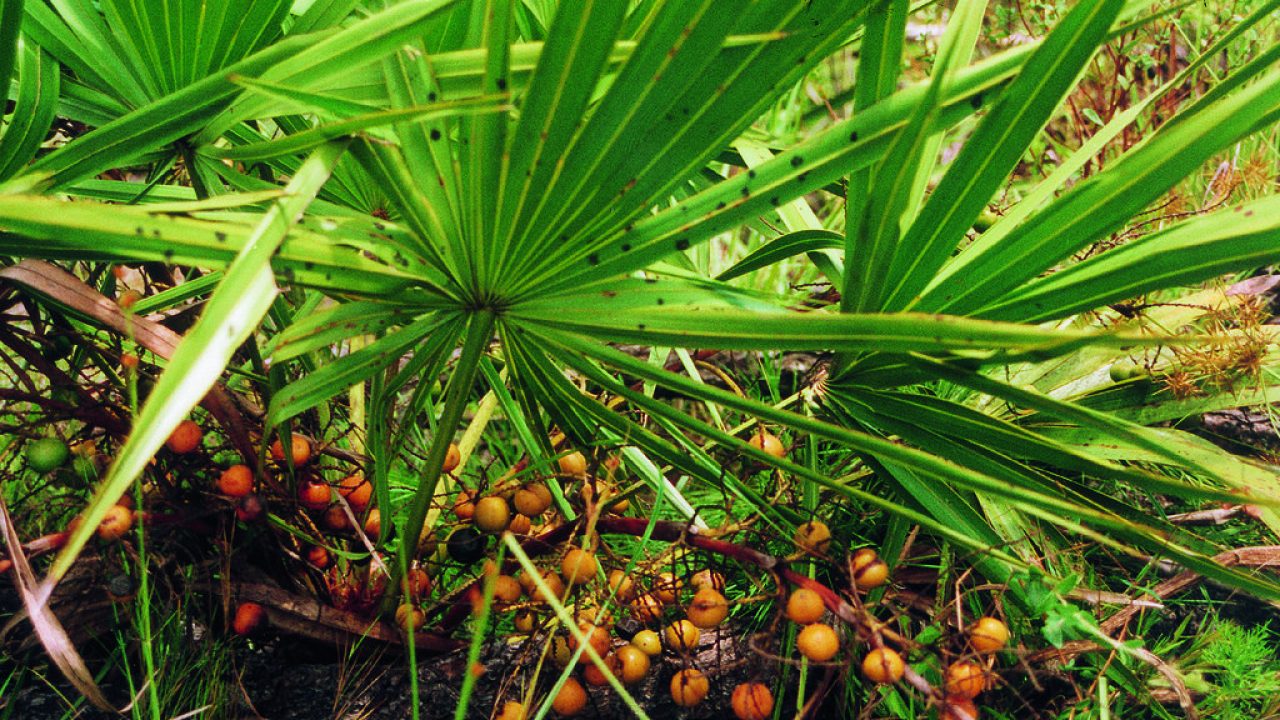 ha visto il palmetto causare il cancro alla prostata