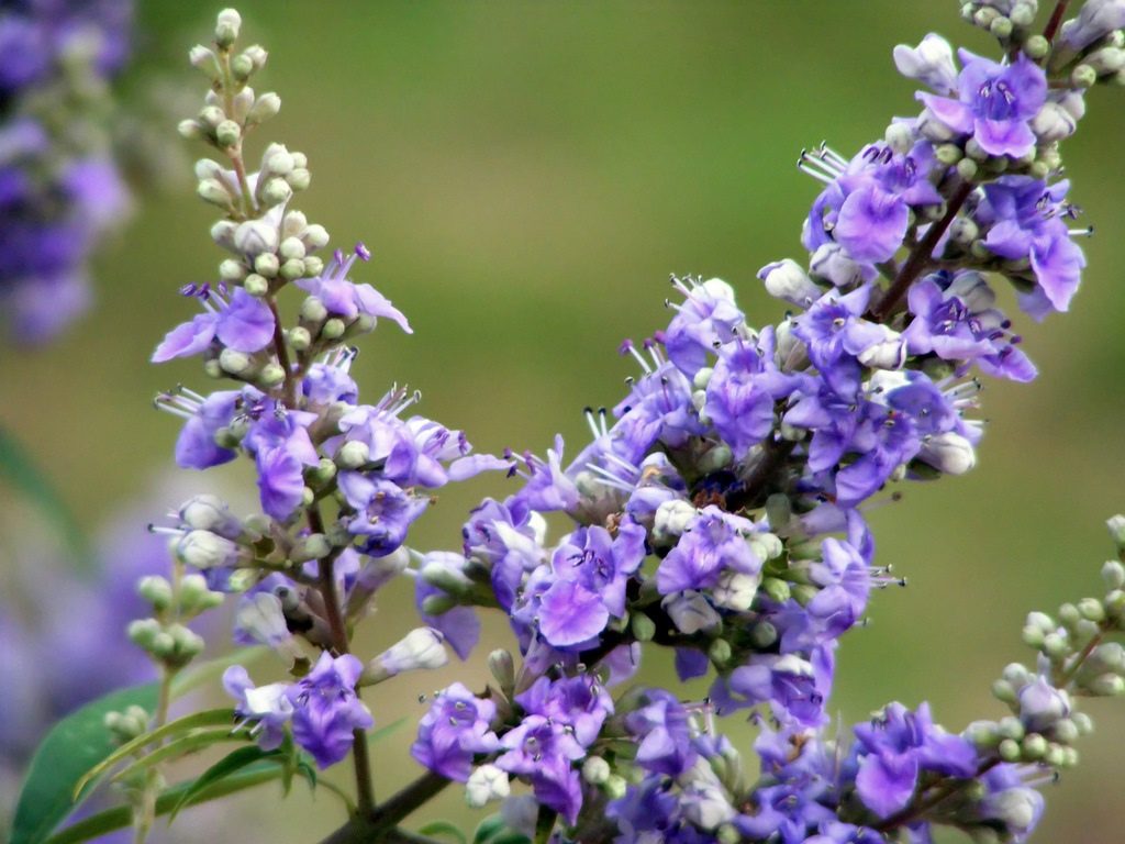 Vitex agnus castus. Прутняк Авраамово дерево. Витекс прутняк Авраамово дерево. Витекс священный. Витекс священный цветок.