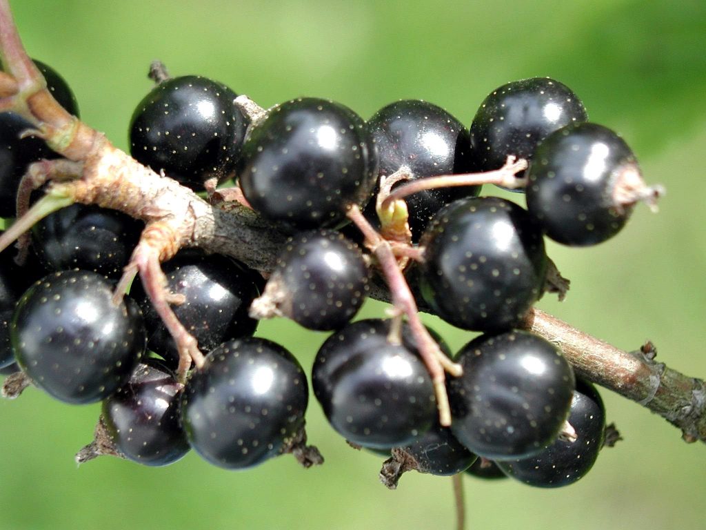 Ribes nigrum