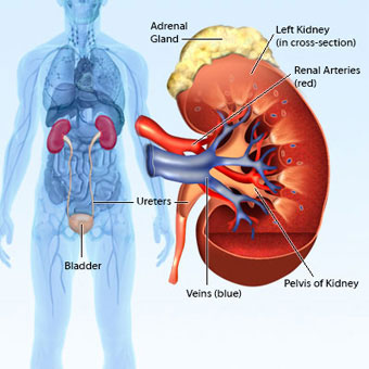 filtrato glomerulare