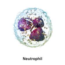 Neutrofili Alti