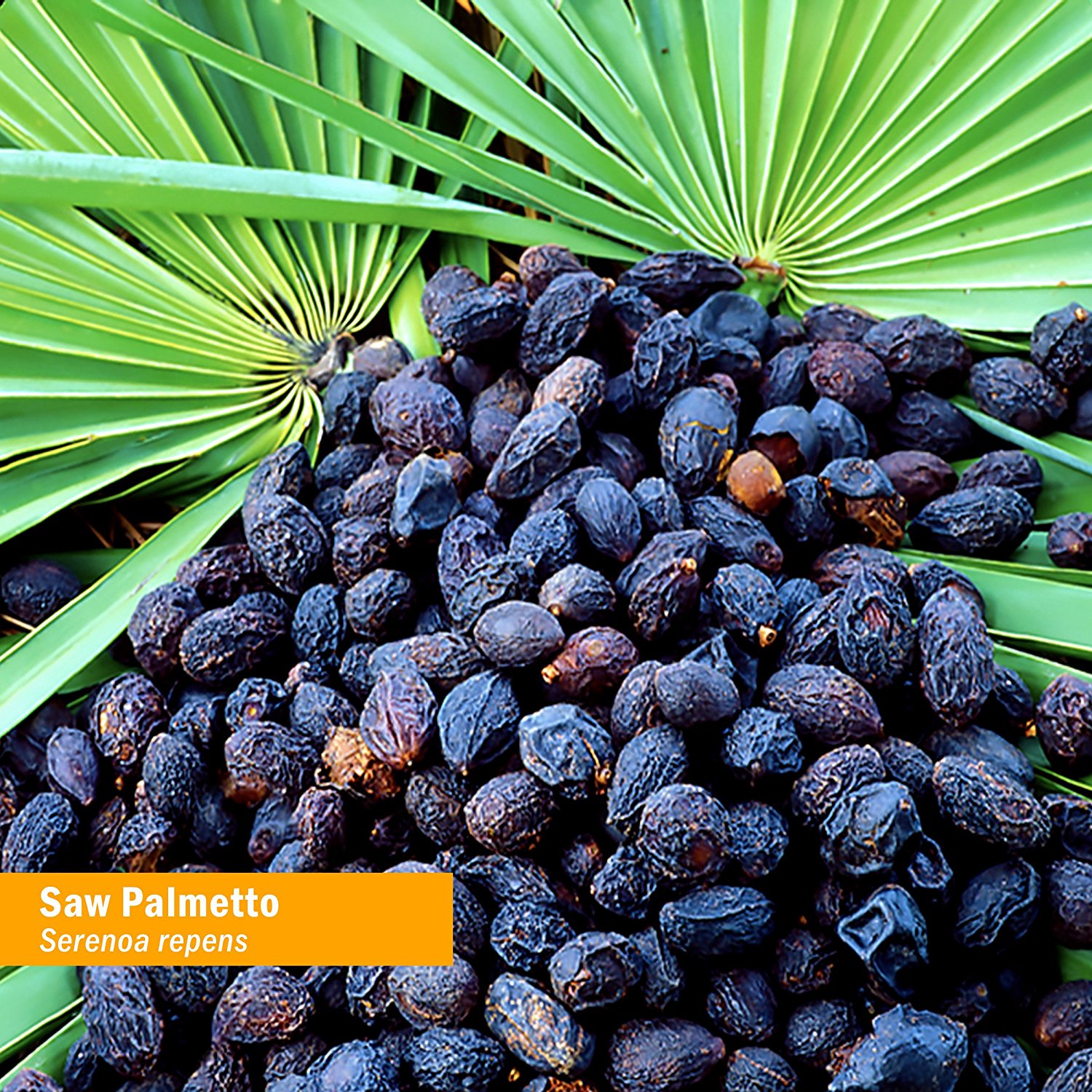 Serenoa Repens Effetti Collaterali E Controindicazioni