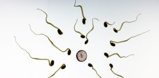 teratozoospermia