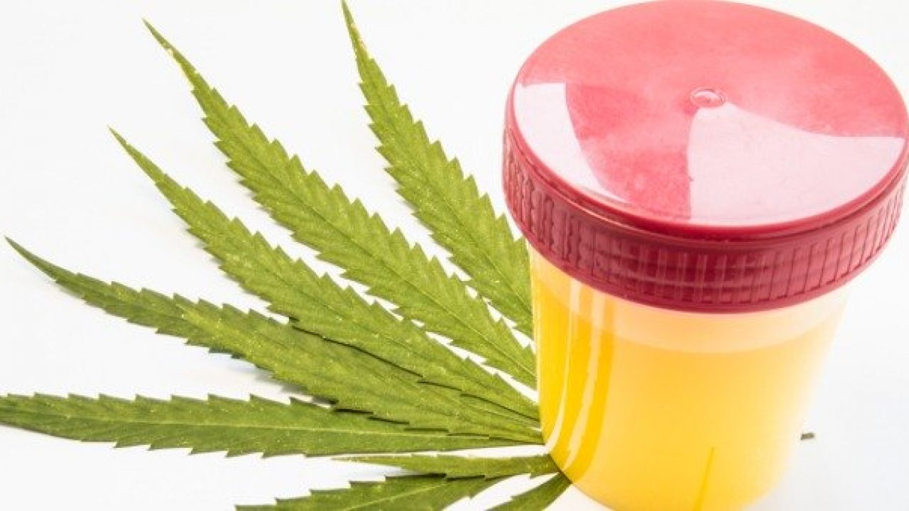 infusi di marijuana per perdere peso infusi di marijuana per perdere peso