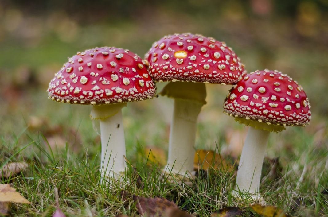 Avvelenamento e Intossicazione da Funghi Scopri Tutti i Sintomi! Avvelenamento e Intossicazione da Funghi Scopri Tutti i Sintomi!