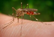 Zanzara giapponese: come riconoscerla e perché temerla