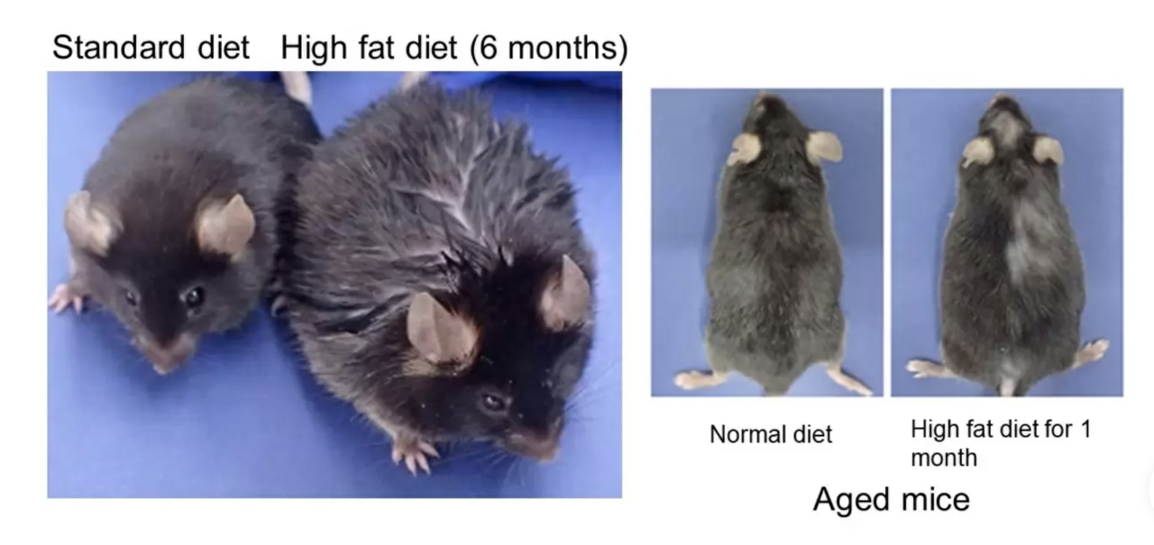 Topi con dieta ricca di grassi e pelo diradato