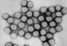Rotavirus: cos'è e quale malattia provoca