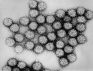 Rotavirus: cos'è e quale malattia provoca