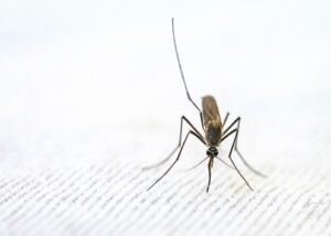 Zanzara coreana: cos'è e perché può essere pericolosa
