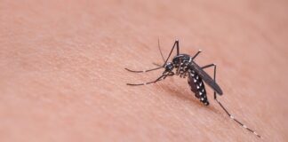 Infezione da virus Zika: cos'è, perché può essere pericolosa e prevenzione