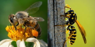 differenze ape vespa