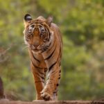 tigre
