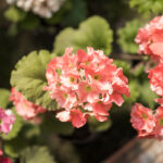 pelargonio