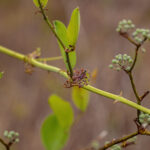 Salsapariglia smilax