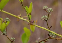 Salsapariglia smilax