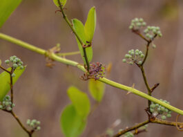 Salsapariglia smilax