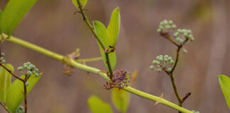 Salsapariglia smilax