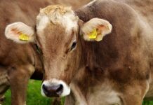mucca da allevamento