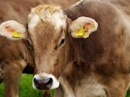 mucca da allevamento