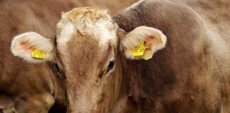 mucca da allevamento