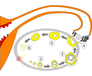 Ovaio multifollicolare fertilità