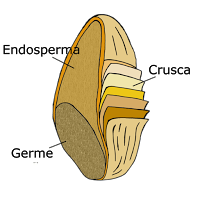 Parti del cereale integrale